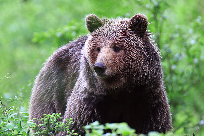 Kocevsko Medved 4