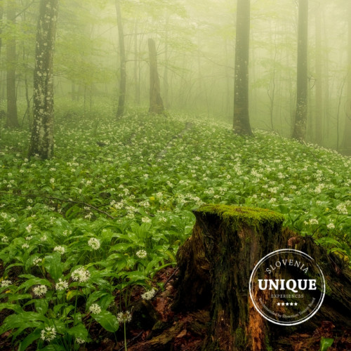 SUE Krokar Jurij Pelc prikazna