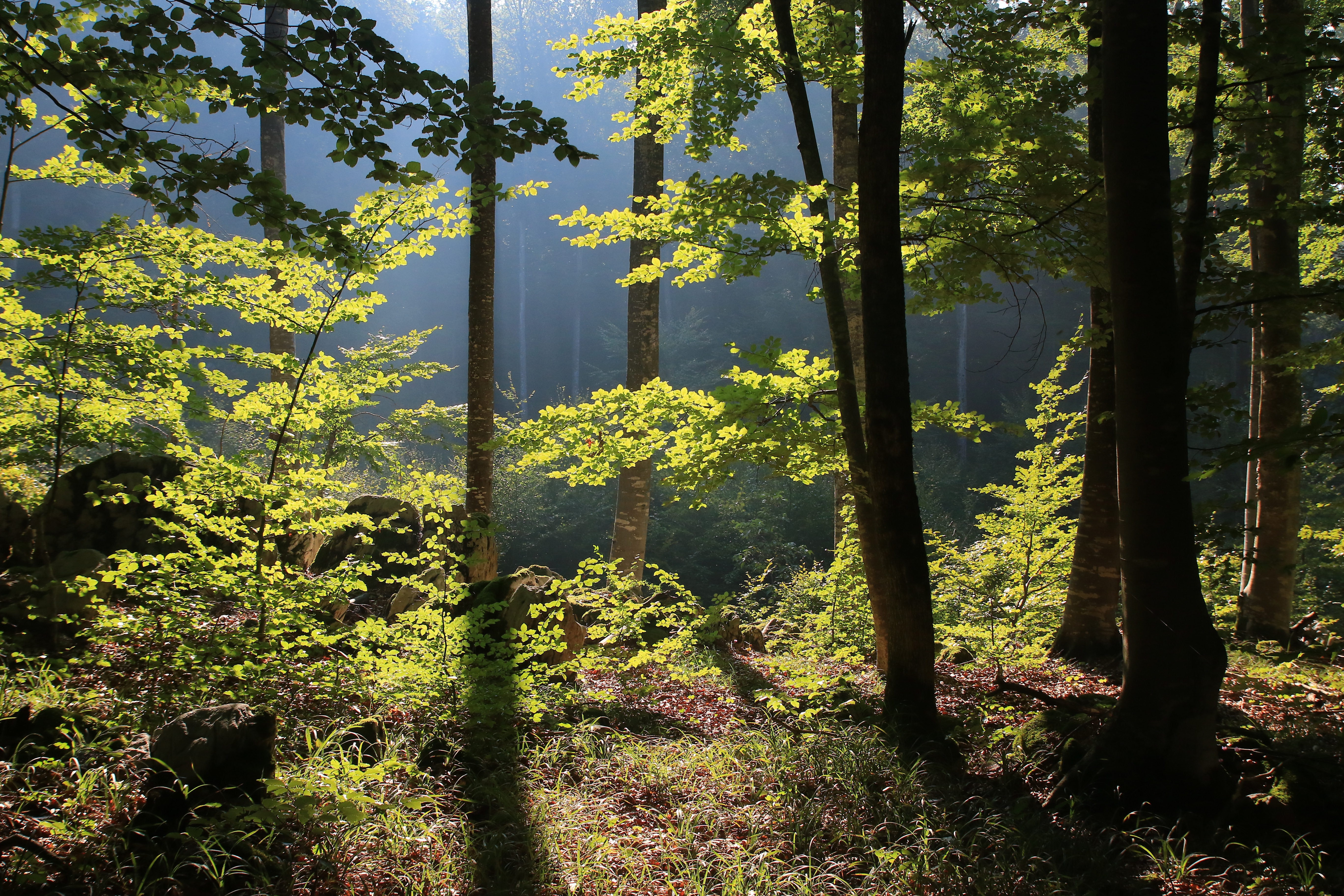 FOTO2 Artnak Kocevski gozd 17