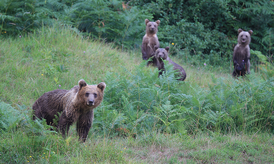 Kocevsko Dozivetje rjavega medveda v naravnem okolju Galerija 1