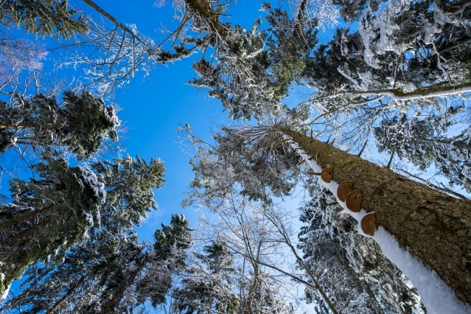 Foto Kapele gozd zima krosnje