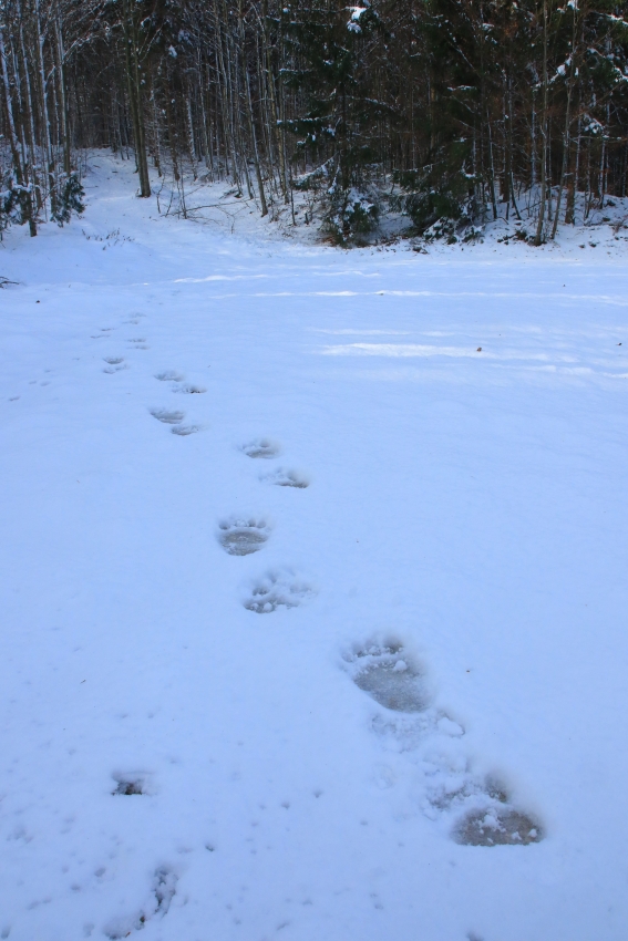 Medvedje sledi stopinj v snegu