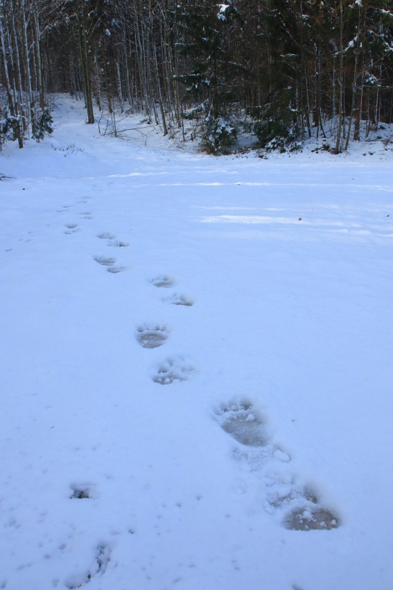 Bear's paw prints