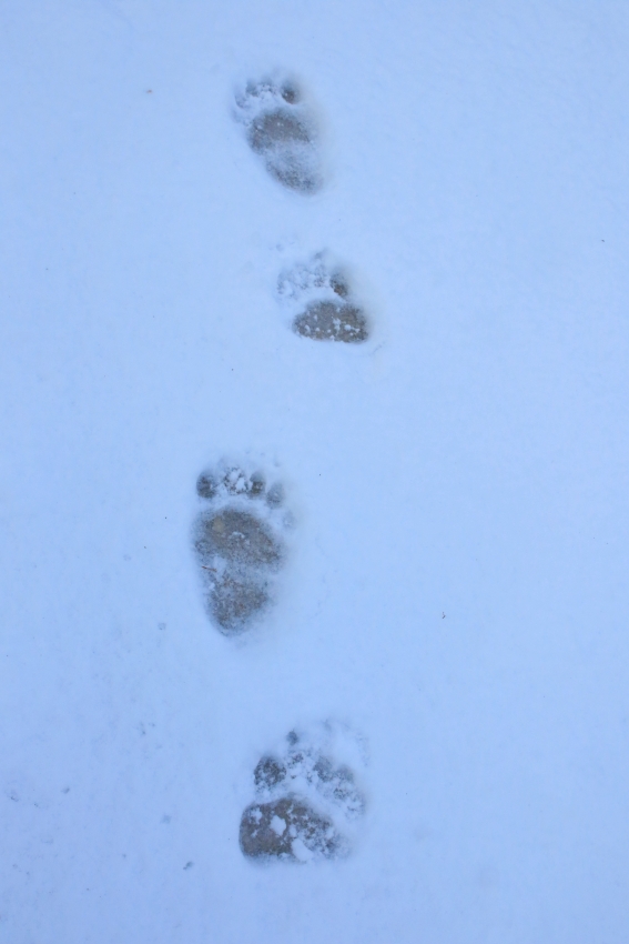 Medvedje sledi stopinj v snegu