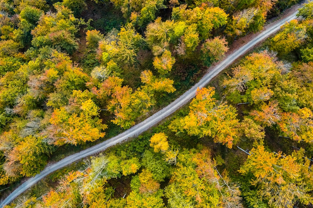 Foto Kapele narava gozd cesta jesen