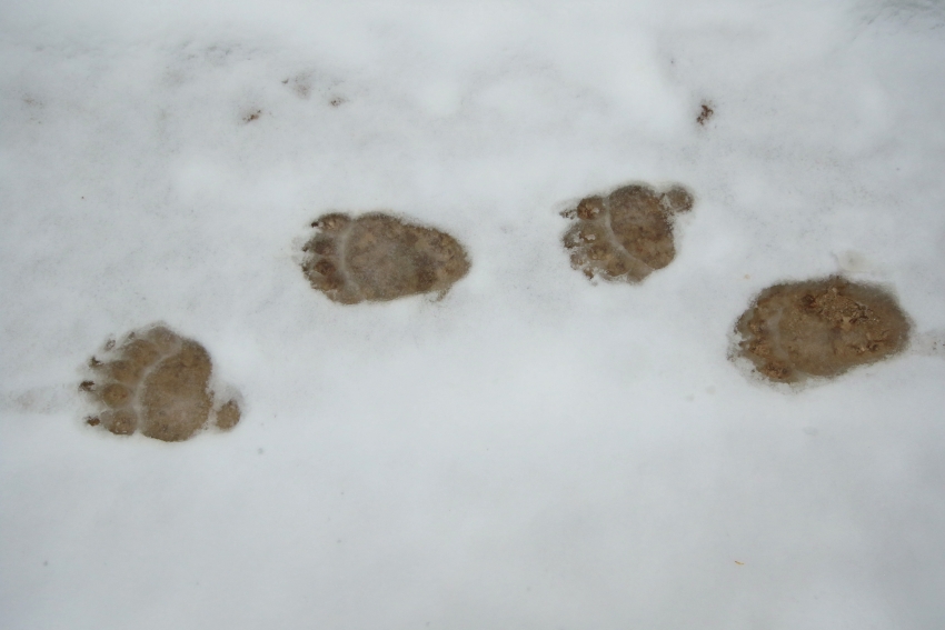 Bear's paw prints in the snow.
