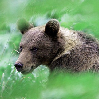 Kocevsko Dozivetje rjavega medveda v naravnem okolju seznam2