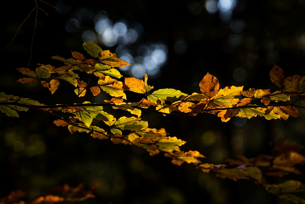 jesen kocevsko kapele listje svetloba jesen