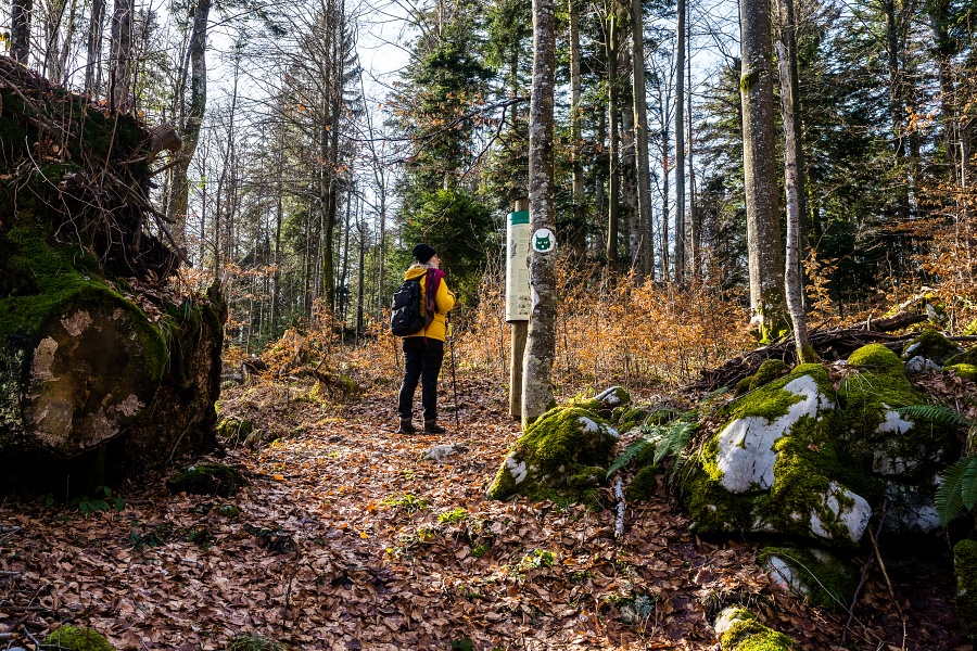 risovapot kocevsko kapele gozd narava pohodnistvo